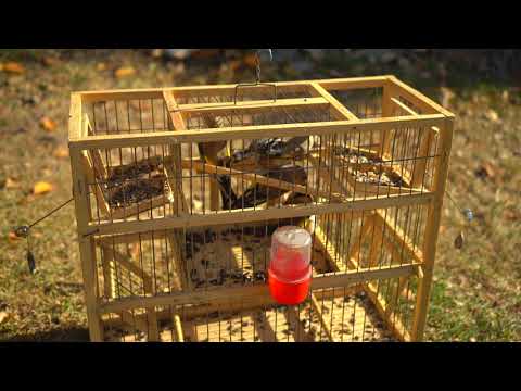 ловля птиц на западок