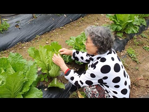 (Korean countryside) tending crops, picking peppers, making kimchi pancakes on a rainy day