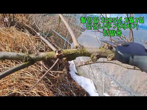 Pruning mature persimmon trees - for the garden