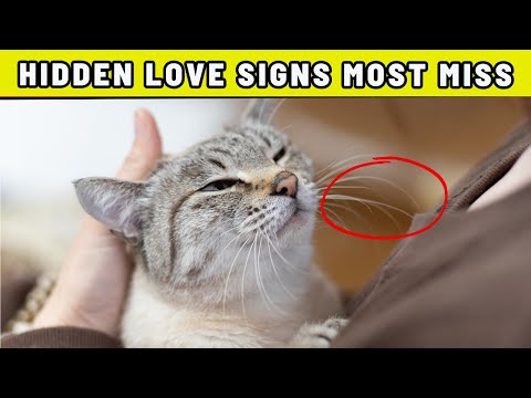 SHOCKING: Hidden Ways Your Cat Shows Love to You Every Single Day