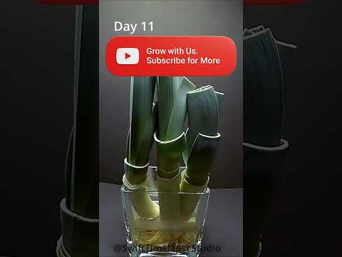 GROWING Leek Plant after cutting | TIME LAPSE