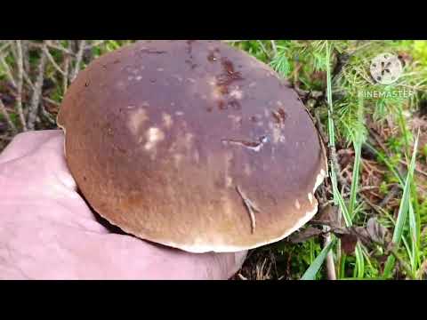 The only mountains better than the Carpathians are the mountains, because they have a lot of mush...