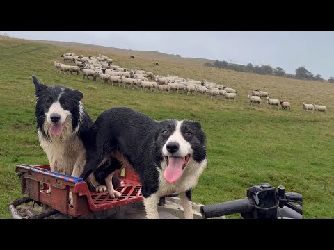 Two amazing border collie sheepdogs herding sheep