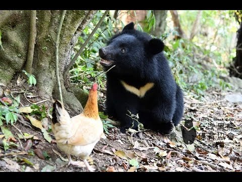 南安小熊回家之路