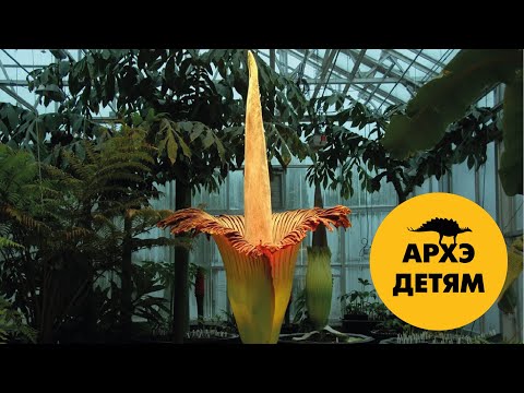 Самые необычные растения   | Александр Хабургаев (выпуск 40)