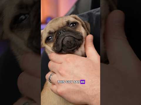 Meet the new Bernard Hackwell