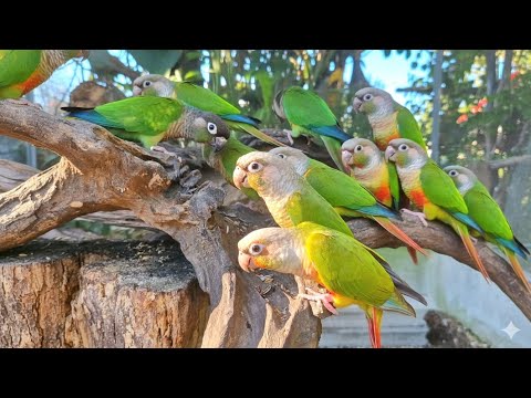 Green cheek conure parrot sounds : Do you like watching parrots eat breakfast?