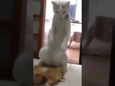 #cutecat #cat #cats #catlover #catvideos #catlovers #catshorts #funnycats #funnyvideos #cute #shorts
