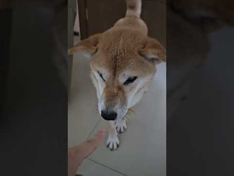 想玩球又不把球拿出來的米果妹😂 #shibainu #pets #dog #cute #doglife #shiba #柴犬 #狗狗 #cutedog #毛小孩 #family #可愛い #寵物