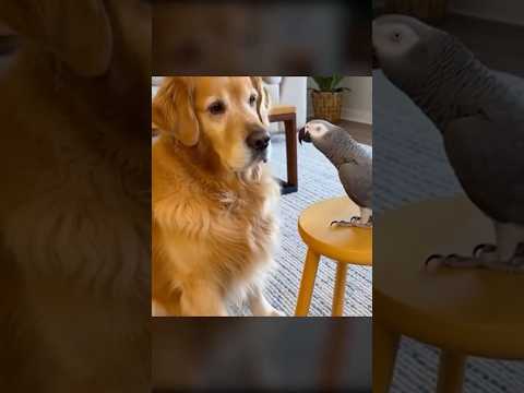 Funniest Talking Parrot Moments...African Grey vs Dog #shorts #parrot