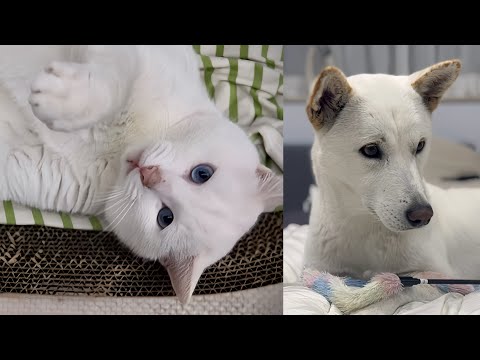 흰냥이와 백구 EP.3