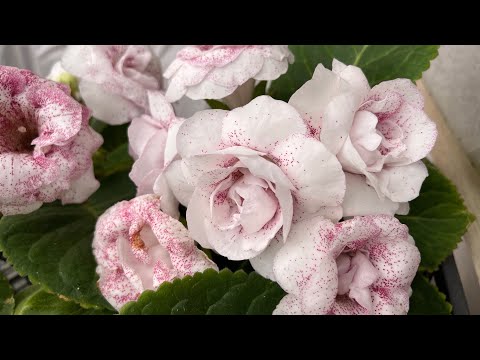 Глоксинии, цветение в августе. Жара