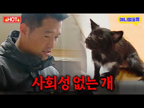 악귀 들린 개 마주치자 순식간에 퇴마하는 강형욱 I KBS 개는 훌륭하다 221212 방송