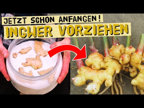 Start ginger and turmeric now for a good harvest next year. Gardening tips!