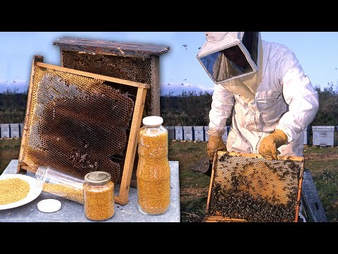 Pollen and honey. Care of bees and hives to make these natural sweets