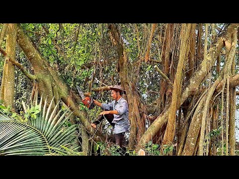 Cưa cây Xanh khổng lồ ở Cần Thơ / Sawing down a giant Green tree in Can Tho | Pc | T855