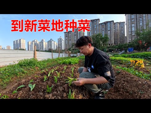 几个月不见,小杜老公突然出现在新菜地,我们又种了100棵油麦菜【我是杰少】