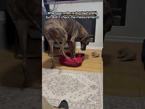 Giant Dog Tries To Sit In TINY Bed