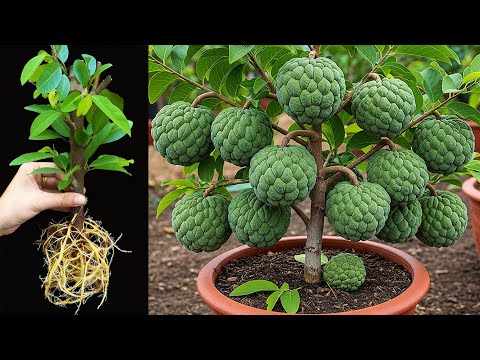 🌱How To Propagate Sugar Apple and Other Fruits Trees Cutting Faster _ how to grow sugar apple tree