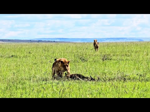 Kicked out young male lions can't believe their luck (Full sighting)