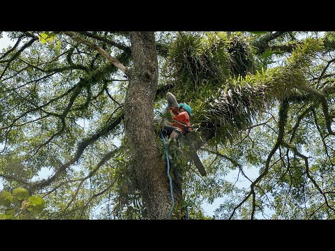 Dangerous Leaning Tree Cutting‼️ Cutdown Trembesi Trees Filled with Wild Plants.