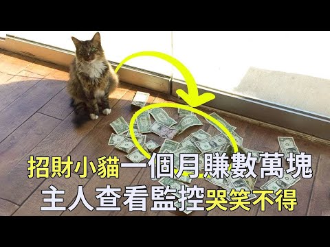 領養來的小貓30天狂賺數萬元，主人躺平成富豪，查看監控後才發現招財的秘訣【小奶狗觀影】