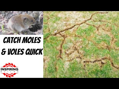 How to Get Rid of Moles and Voles in Your Yard