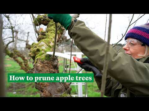 How to prune apple trees | The RHS