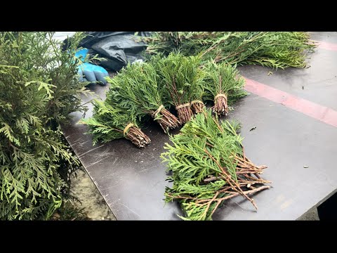 ЧАСТЬ - 1 - ПРОМЫШЛЕННЫЙ ШПИОНАЖ ПО ПИТОМНИКАМ РОССИИ - ДРЕВЕСНОЕ ЧЕРЕНКОВАНИЕ ЛИСТВЕННЫХ И ХВОЙНЫХ