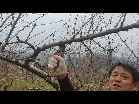 복숭아 전정방법