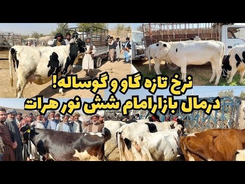 مال بازار امام شش نور 