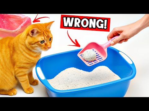 Never Do THIS With Your Cat's Litter Box! They Hate IT! 😾🚫