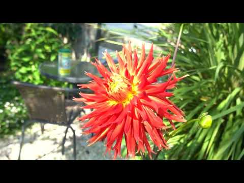 Rented Garden Transformation (AFTER-ish)