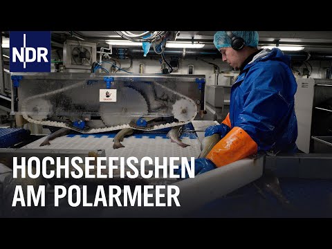 Hochseefischen am Nordpolarmeer (2/2) I Die Nordreportage | NDR Doku