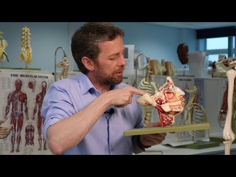 Pterygopalatine ganglion