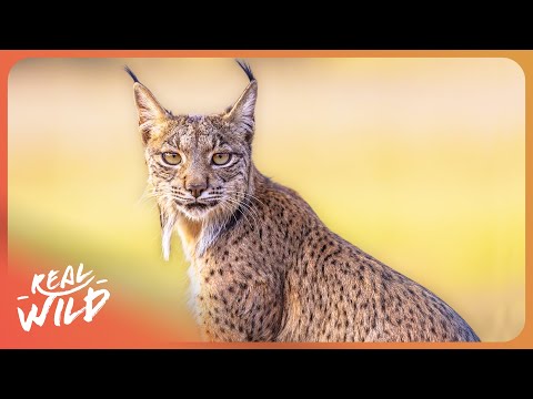 How The Iberian Lynx Came Back From The Brink Of Extinction