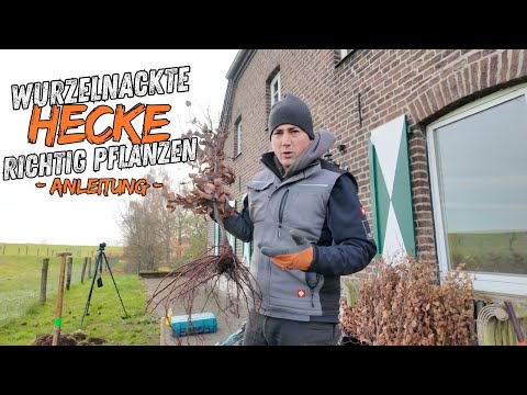 Hecke pflanzen | häufige Fehler vermeiden | wurzelnackt