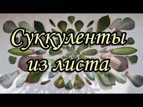 как выращивать суккуленты из листа.