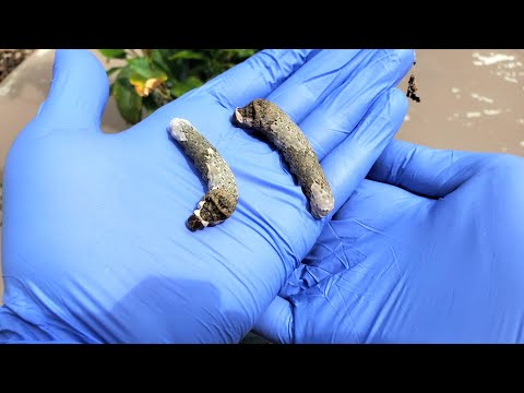 Growing Lemon Trees from Seeds, Years 3.2-4.2