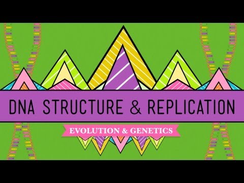 DNA Structure and Replication: Crash Course Biology #10