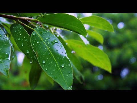 숲속의 평온함을 담은 자연 명상음악 🌿 스트레스 해소·두뇌휴식·힐링타임