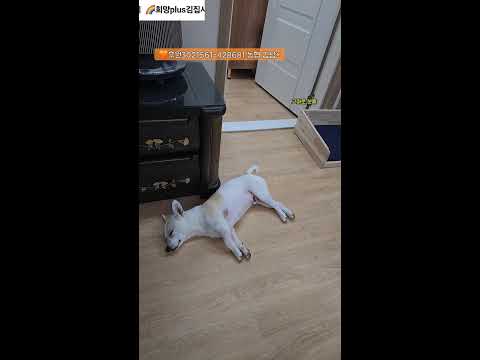 20251220희망플러스 김집사네 라이브  #동물  #애견 #고양이 #강아지 #소통 #고민상담