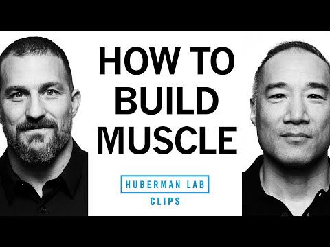 How to Maximize Muscle Protein Synthesis | Alan Aragon & Dr. Andrew Huberman