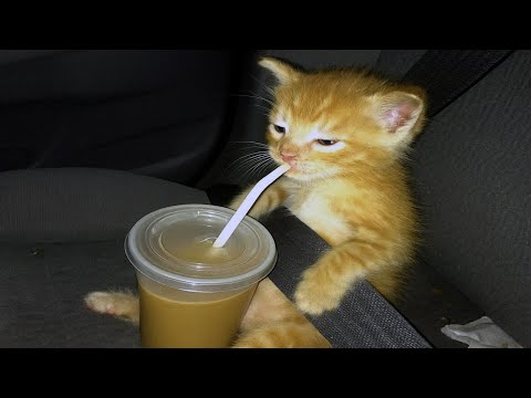 these cats are broken