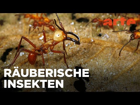 Die Giganten | Krasse Krabbeltiere | ARTE Fernweh