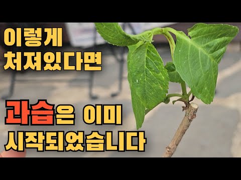 과습에 걸린 식물의 증상과 예방법을 알아봅니다