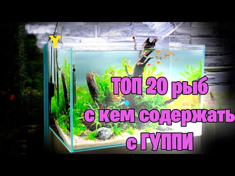 С кем содержать ГУППИ в аквариуме - ТОП 20 - аквариумистика
