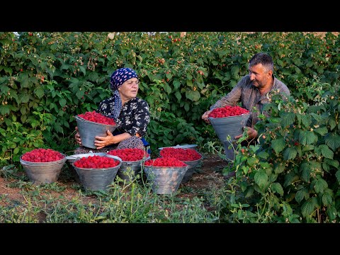 Raspberry Season — Collecting and Stocking Up for Winter 🍓🫙