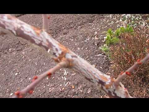 ПОДРОБНО О КЕРБОВКЕ НА РАЗНЫХ КУЛЬТУРАХ.