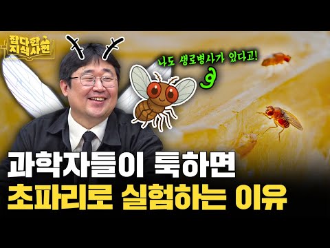 한낱 초파리 실험 결과가 어떻게 사람 몸에 적용될 수 있을까?🪰
